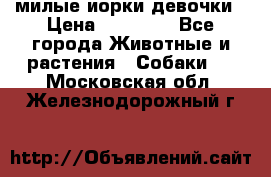 милые иорки девочки › Цена ­ 15 000 - Все города Животные и растения » Собаки   . Московская обл.,Железнодорожный г.